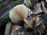 Paxillus involutus image