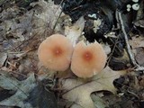 Marasmius cohaerens image