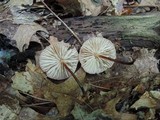 Marasmius cohaerens image