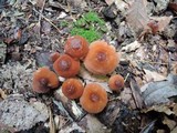 Marasmius cohaerens image