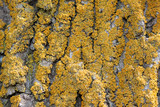 Oxneria fallax image