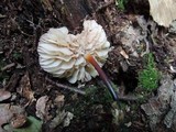 Marasmius cohaerens image
