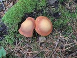 Boletus roxanae image