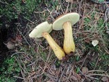 Boletus roxanae image