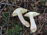 Boletus roxanae image