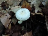 Hygrophorus eburneus image
