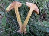 Suillus americanus image