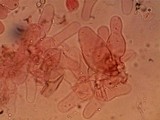 Panaeolus cinctulus image