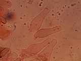 Panaeolus cinctulus image