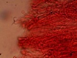 Panaeolus cinctulus image
