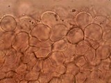 Panaeolus cinctulus image