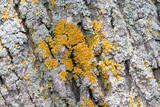 Oxneria fallax image