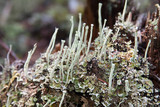 Cladonia deformis image