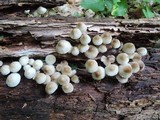 Mycena inclinata image