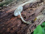 Mycena inclinata image