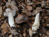 Entoloma ferruginans image