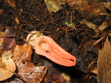 Pseudocolus fusiformis image