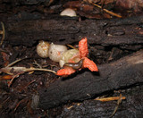 Pseudocolus fusiformis image