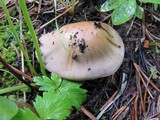 Cortinarius anomalus image