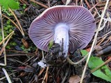 Cortinarius anomalus image