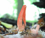 Pseudocolus fusiformis image