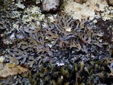 Parmelia omphalodes image