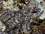 Parmelia omphalodes image