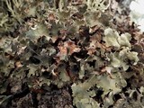 Platismatia glauca image