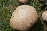 Calvatia cyathiformis image