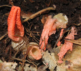Pseudocolus fusiformis image