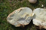 Calvatia cyathiformis image