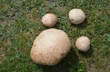 Calvatia cyathiformis image