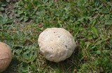 Calvatia cyathiformis image