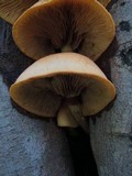 Gymnopilus luteus image