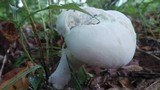 Calvatia elata image