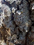 Fuscopannaria mediterranea image