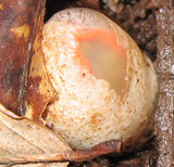 Pseudocolus fusiformis image