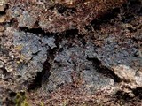Fuscopannaria mediterranea image