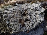 Punctelia borreri image