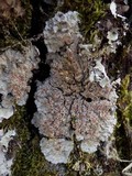 Degelia plumbea image