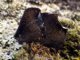 Umbilicaria polyrrhiza image