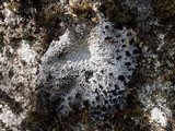 Lasallia pustulata image