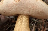 Tylopilus felleus image