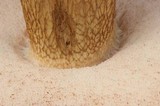 Tylopilus felleus image