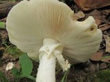Amanita canescens image