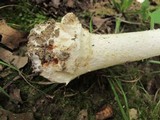 Amanita canescens image