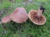 Tricholoma fulvum image
