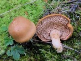 Hydnum subrufescens image