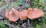 Hydnum subrufescens image