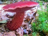 Butyriboletus frostii image